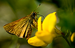 BB 05 0204 / Lotus corniculatus / Tiriltunge <br /> Ochlodes sylvanus / Engsmyger